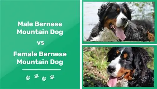 זכר מול נקבה כלבי הרים ברניים: ההבדל (עם תמונות)