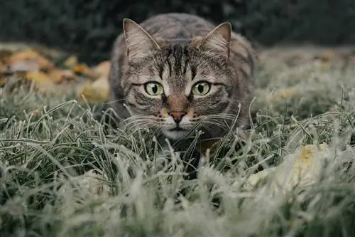 Tiger Cat: Info, Pictures, Care & Egenskaper