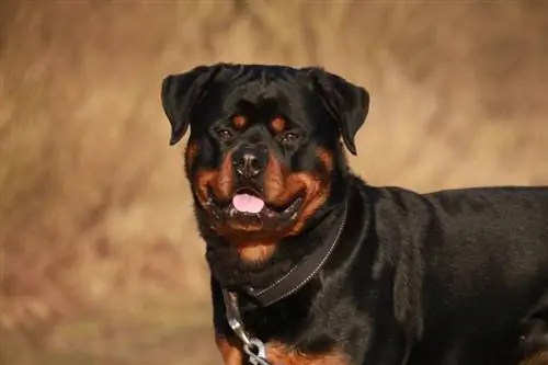 Puas yog Rottweilers tau txais lawv pob ntseg?