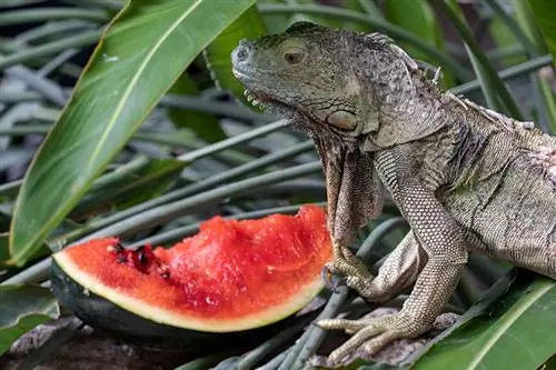 A mund të hanë iguanat shalqi? Çfarë duhet të dini