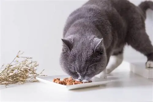 Els 11 millors aliments per a gats per prevenir els vòmits el 2023: ressenyes & millors opcions