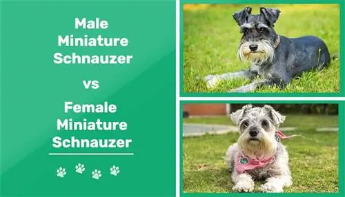Schnauzer Miniatur Lelaki vs Wanita: Perbezaan (Dengan Gambar)