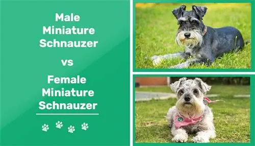 Miniatur Schnauzer Pria vs Wanita: Perbedaannya (Dengan Gambar)