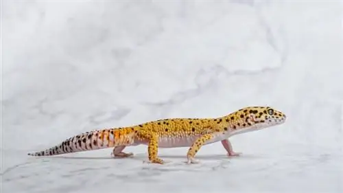 Hypo Leopard Gecko: informacije, slike & Vodnik za nego za začetnike