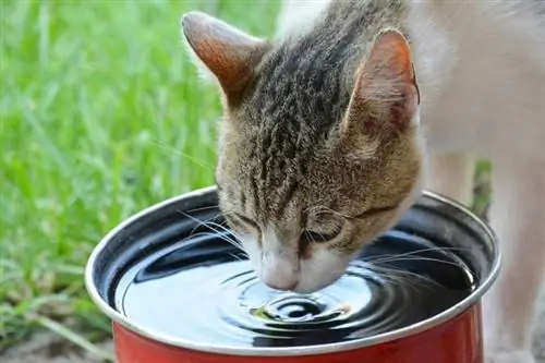 Pisica bea multă apă brusc? 8 Ver Motive revizuite & Soluții