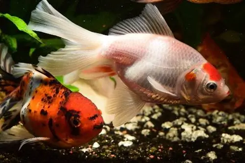 התנהגות דג זהב אגרסיבית: 11 סיבות & פתרונות לעצור את זה