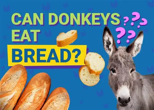 क्या गधे रोटी खा सकते हैं? क्या यह उनके लिए अच्छा है? (तथ्य, & अक्सर पूछे जाने वाले प्रश्न)