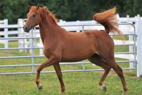 Morgan Horse: Kuvia, hoitoopas & Rotutiedot