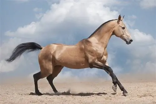 Cavallo Akhal Teke: informazioni, immagini, temperamento & Tratti