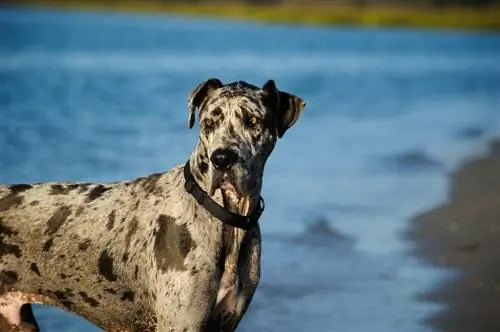 Merle Great Dane: Fakta, Asal usul & Sejarah (dengan Gambar)