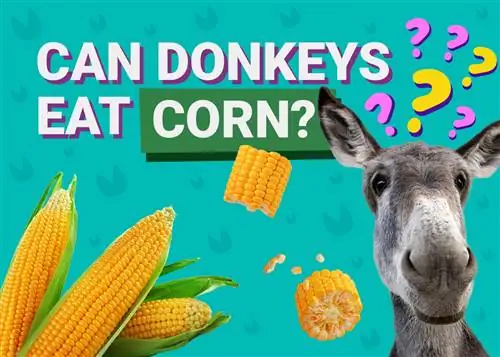 ¿Pueden los burros comer maíz? ¿Es bueno para ellos? (Datos, & Preguntas Frecuentes)