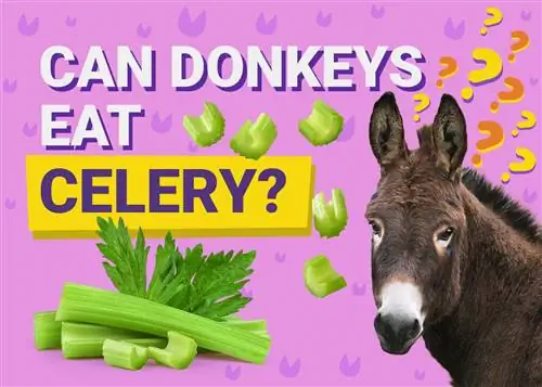 Kan åsnor äta selleri? Är det bra för dem?