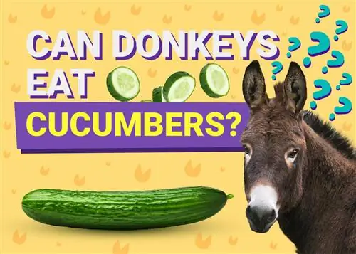 Burro pode comer pepino? É bom para eles?