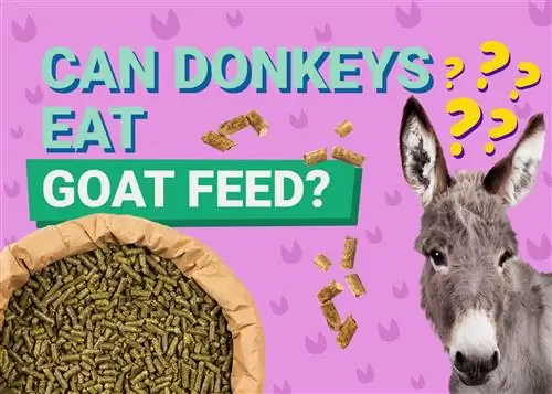 Gli asini possono mangiare il mangime per le capre? È buono per loro?