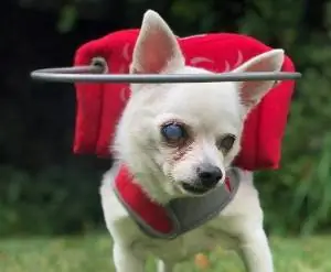 5 najboljih oreola za slijepe pse u 2023. – Recenzije & Najbolji izbor