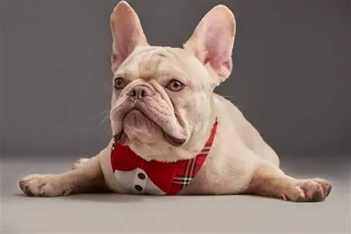 2023 оны Франц Бульдог нохойд зориулсан шилдэг 8 хүзүүвч: Шүүмж & Шилдэг сонголтууд