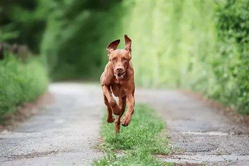 Hoe agressief zijn Vizsla's? Tips, Temperament & Veelgestelde vragen