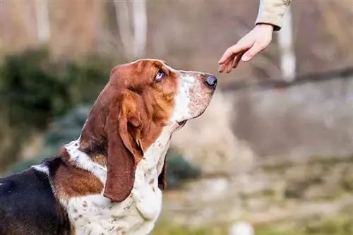 كيفية تدريب كلب الباسط: 5 نصائح وحيل