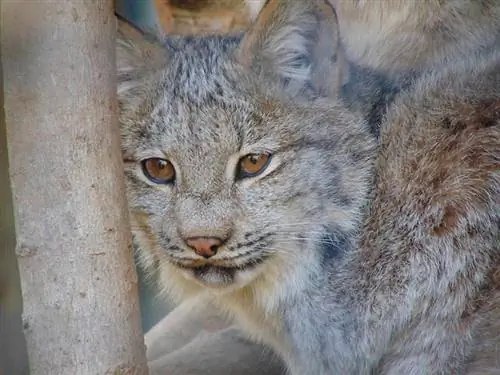 Adakah Terdapat Kucing Liar di Michigan? Petua, Jenis & Sejarah (Dengan Gambar)