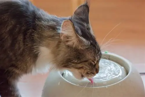 De ce pisica mea bea atât de mult &? 4 motive examinate de veterinar