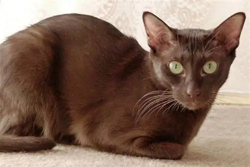 Más de 125 nombres de gatos marrones: opciones divertidas y lindas para tu gato