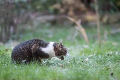 Per què el meu gat vomita després de dinar? 9 raons revisades pel veterinari