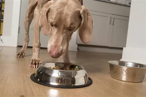 7 най-добри храни за кучета за Weimaraners 2023: Рецензии & Най-добри избори