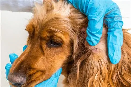 Com treure una paparra a un gos amb sabó de plats: 7 passos aprovats pel veterinari & Preguntes freqüents