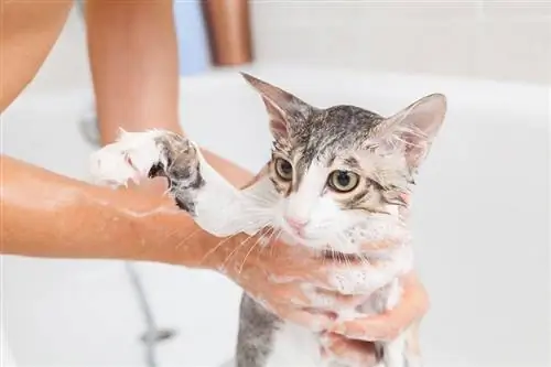10 Shampo Antijamur Terbaik untuk Kucing di 2023 – Ulasan & Pilihan Teratas
