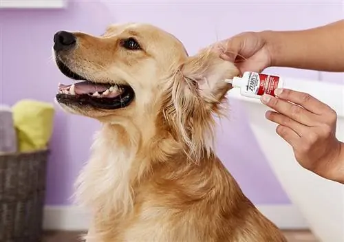 10 καλύτερα φάρμακα για τη μόλυνση αυτιών σκύλου το 2023 – Κριτικές & Κορυφαίες επιλογές