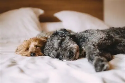 Hvorfor trækker min hund vejret hurtigt, mens han sover: Vores dyrlæge forklarer