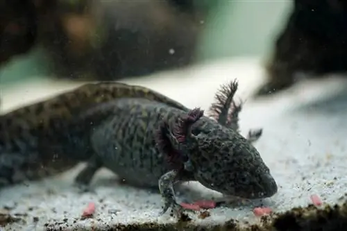 Black Axolotl: Info & Sprievodca starostlivosťou pre začiatočníkov (s obrázkami)