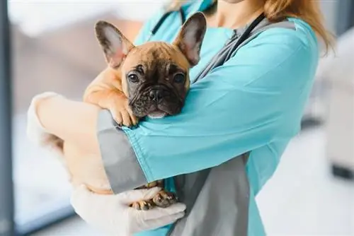 Aké sú priemerné náklady na návštevu veterinára pre psa? (Aktualizácia z roku 2023)