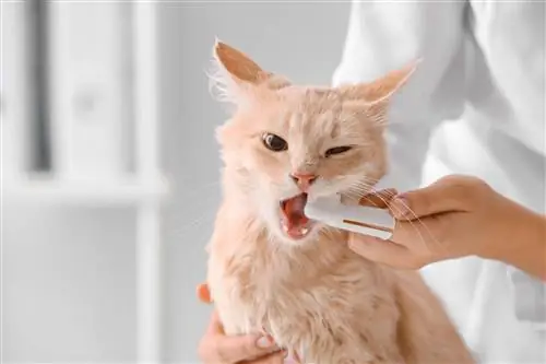 Quanto custa uma limpeza típica de dentes de gato? (Atualização de 2023)