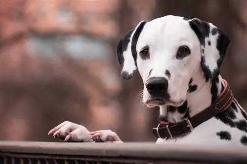 10 beste leren halsbanden voor honden in 2023 – Recensies & Topkeuzes