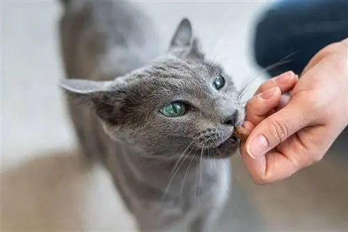 6 Perawatan Gigi Terbaik Untuk Kucing di Tahun 2023 – Ulasan & Pilihan Teratas