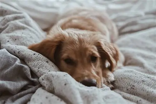 Por que meu cachorro faz xixi no cobertor? 7 Razões avaliadas pelo veterinário & Prevenção