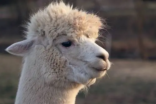 Lama, Alpaca, Vicuna, Guanaco: Vad är skillnaderna? (Med bilder)