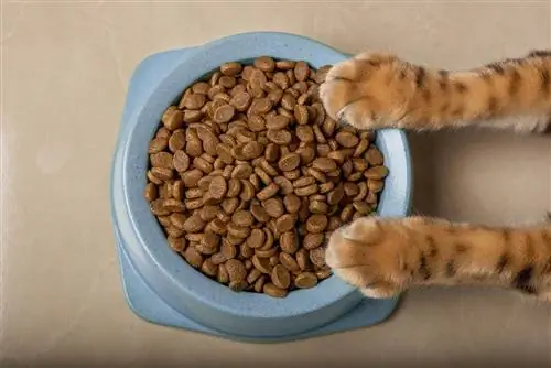 Bagaimana Cara Menghentikan Kucing Saya Memakan Makanan Anjing? 7 Tips Pakar & Trik