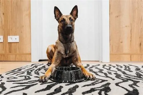 11 Cov Khoom Noj Zoo Tshaj Plaws rau Belgian Malinois hauv xyoo 2023 - Xyuas & Sab saum toj xaiv