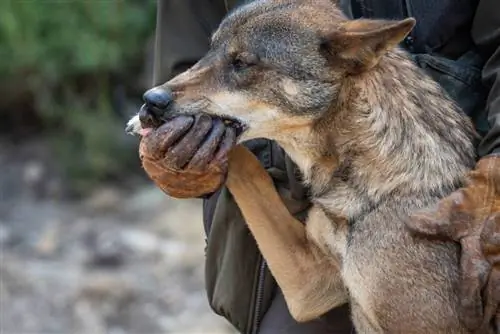 Els llops poden menjar menjar per a gossos & És bo per a ells?