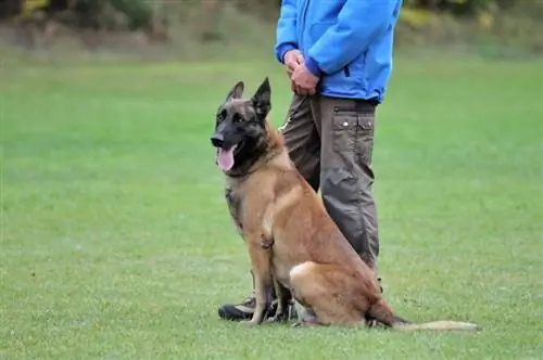 Een hond trainen die niet gemotiveerd is door voedsel: 9 tips van experts