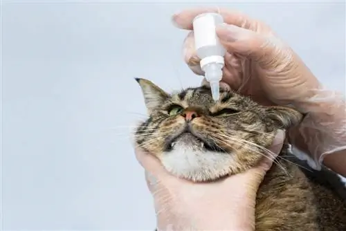 Puis-je utiliser des gouttes pour les yeux humains sur mon chat ? Faits approuvés par le vétérinaire & FAQ