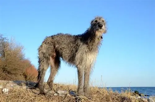12 races de gossos en perill d'extinció per conèixer (amb imatges)