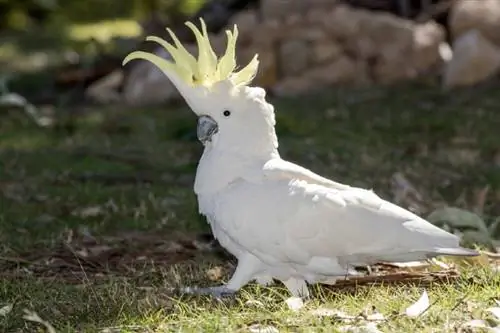 Espècies d'ocells de cacatúa amb cresta de sofre: personalitat, imatges, menjar & Guia de cura