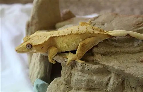 Harlequin Crested Gecko: ინფორმაცია, სურათები & მოვლის გზამკვლევი დამწყებთათვის