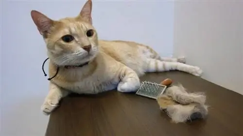 Er det mulig for en hårball å drepe en katt? Fakta & FAQ