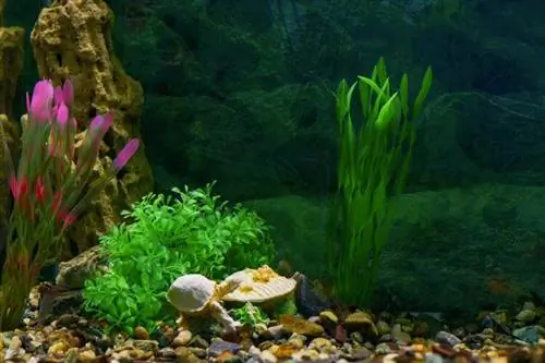 Comment nettoyer les plantes d'aquarium en plastique : Guide rapide & facile