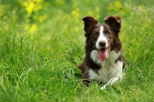 Brown Border Collie: Historia & Datos (con imágenes)