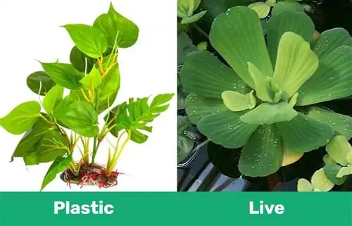 Plantas de plástico frente a plantas vivas para acuarios de peces de colores: pros, contras & Las mejores selecciones